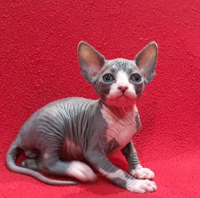 sphynx-cat-breeders-near-me-sphynx-kitten-for-sale-breeder